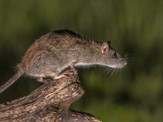 wild brown rat about to jump