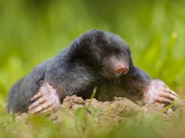 Mole Small Critter Control