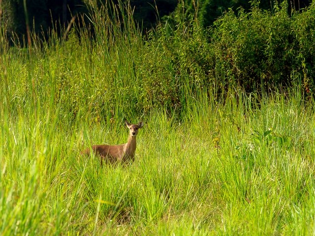 Young Deer