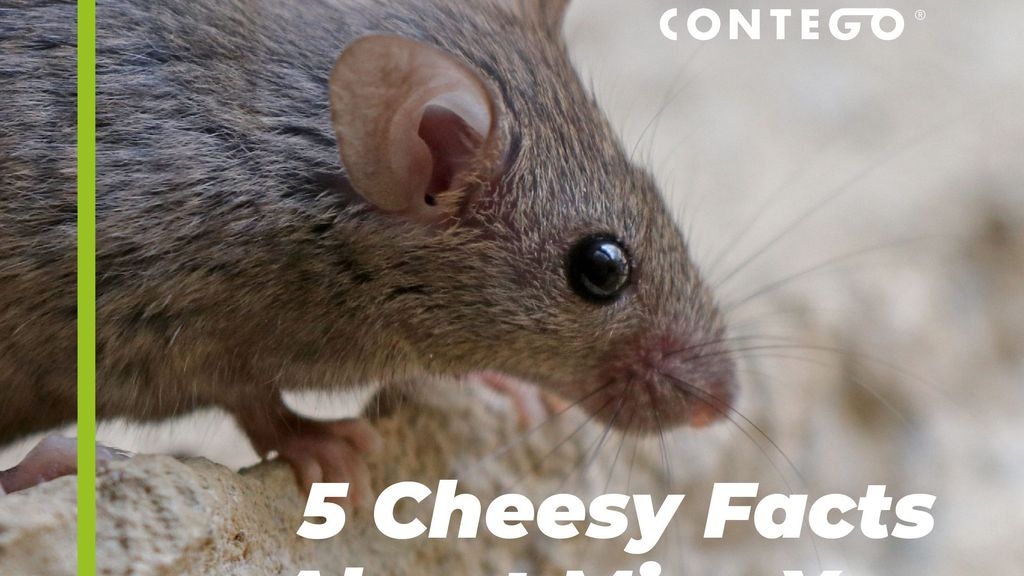 5 Cheesy facts about mice you may not know