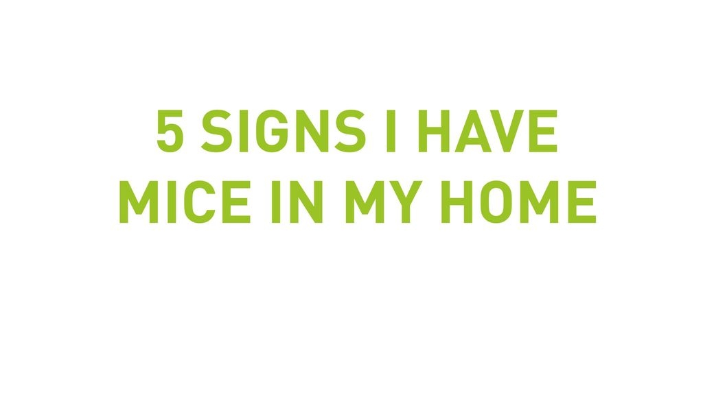 5 Signs I Have Mice In My Home