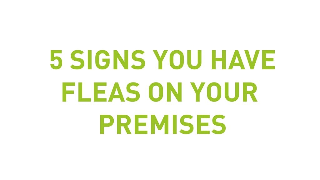5 Signs You Have Fleas On Your Premises