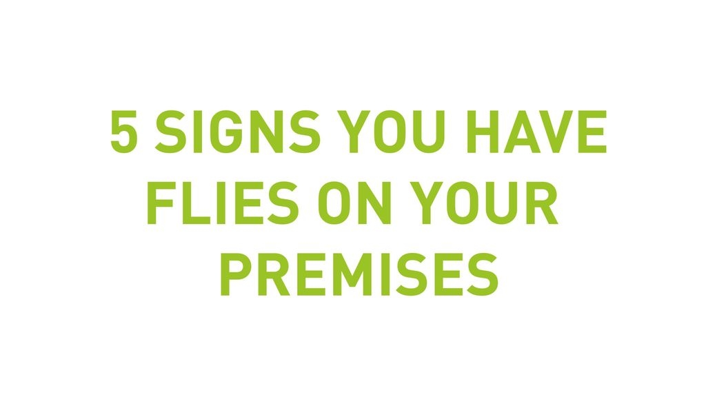 5 Signs You Have Flies On Your Premises