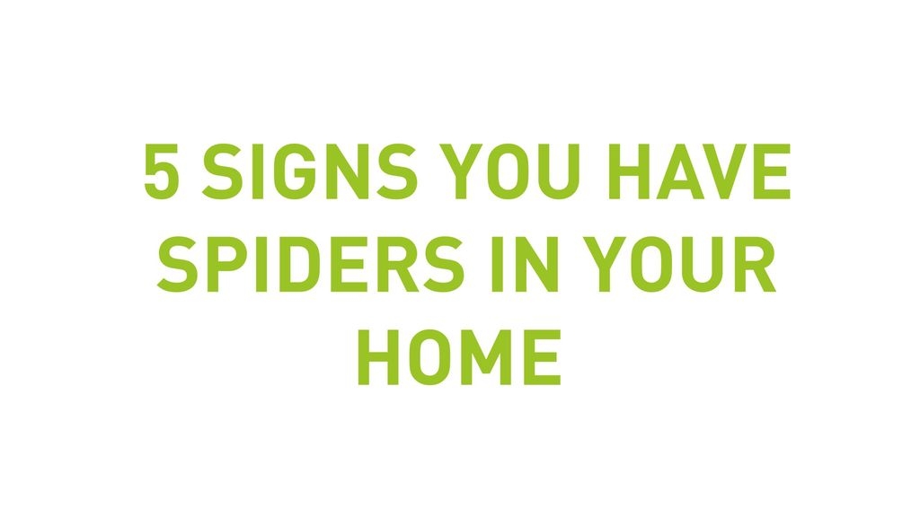 5 Signs You Have Spiders In Your Home