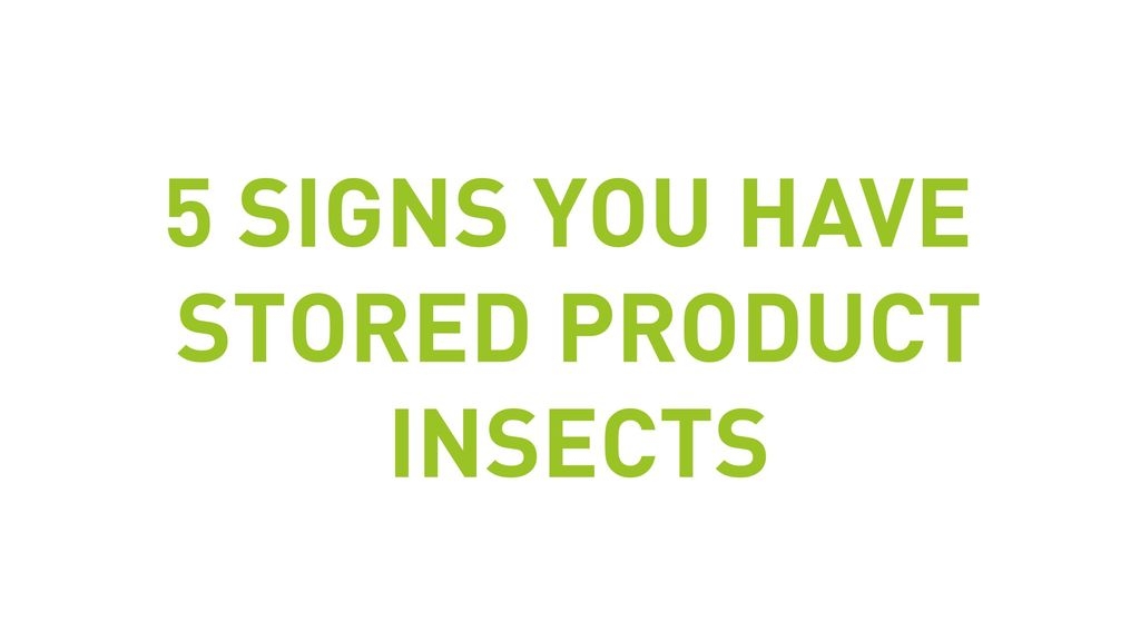 5 Signs You Have Stored Product Insects