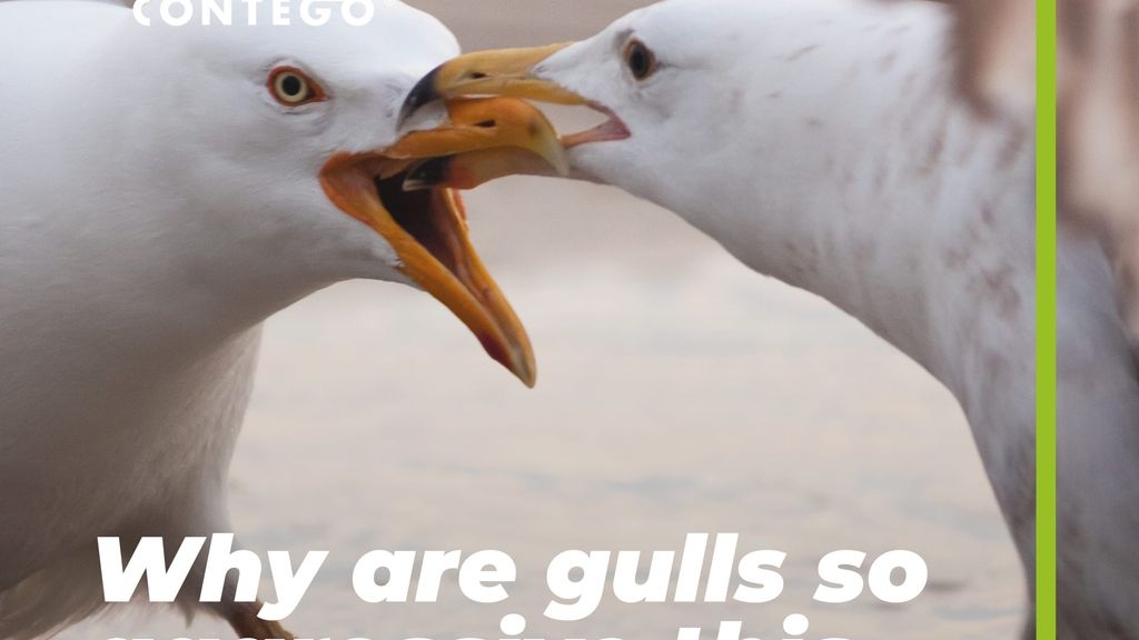 Why are Gulls so aggressive at this time of year?