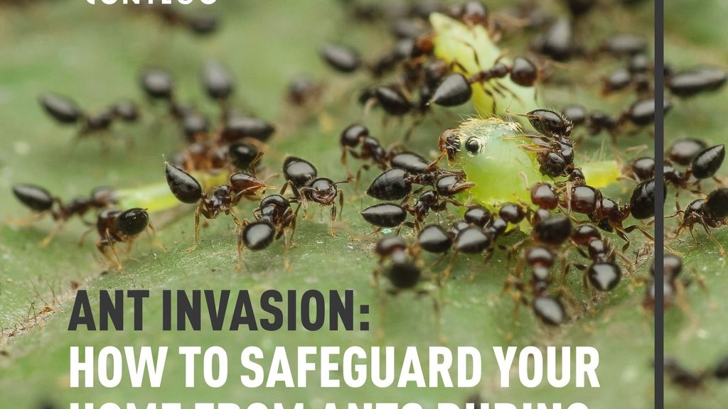 Ant Invasion: How to Safeguard Your Home from Ants During the Summer Months