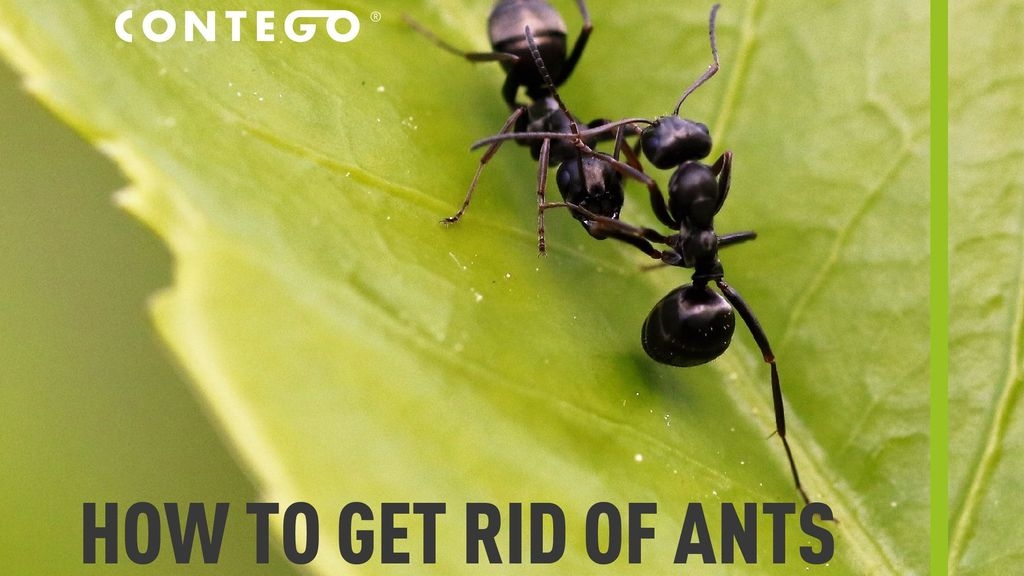 How to Get Rid of Ants in the Garden Without Harming my Plants