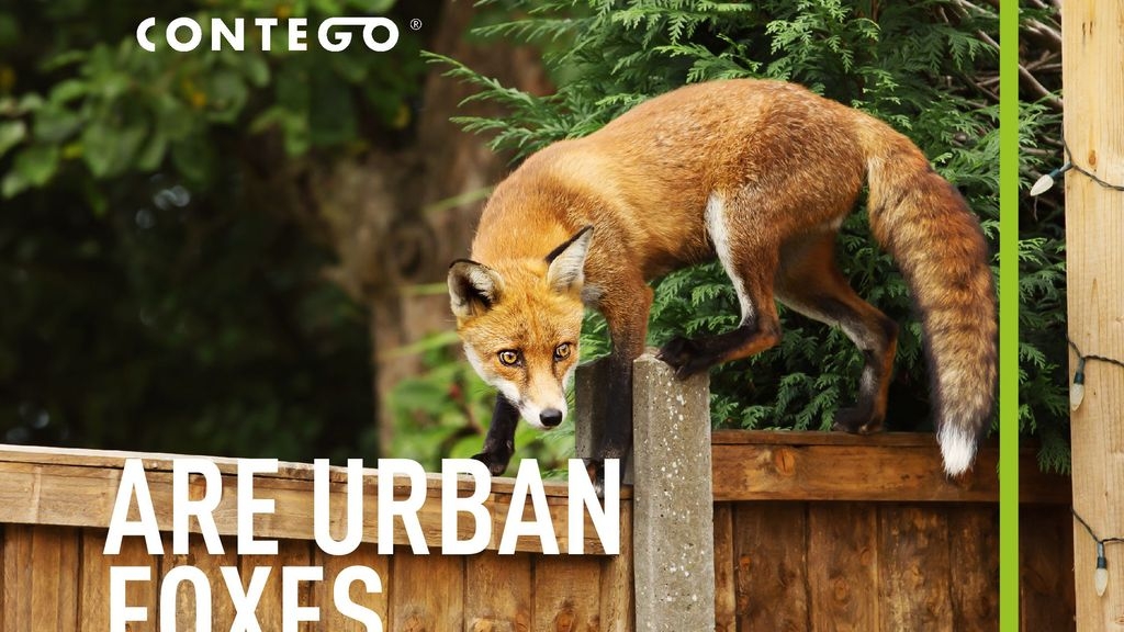 Are Urban Foxes Dangerous?