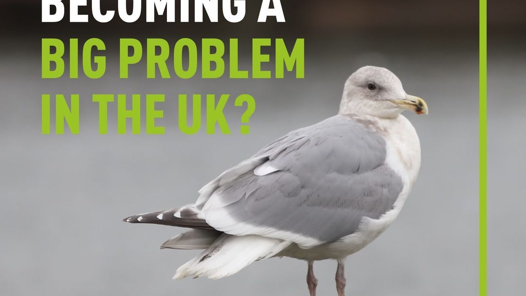 Are Seagulls Becoming a Big Problem in the UK?
