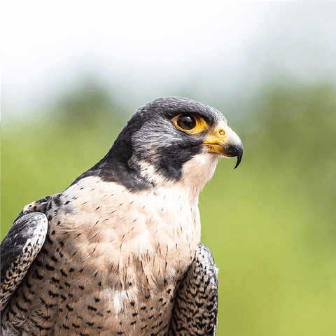 Discover the Natural Power of Falconry Card