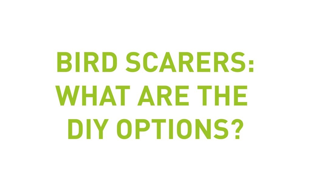 Bird Scarers: What Are The DIY Options