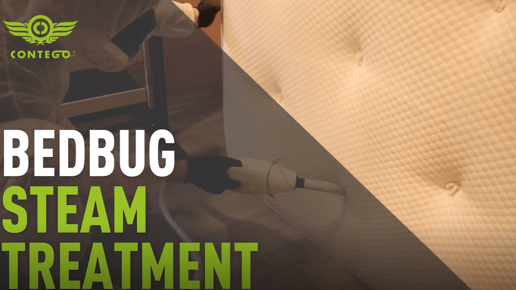 Bed Bug Steam Treatment