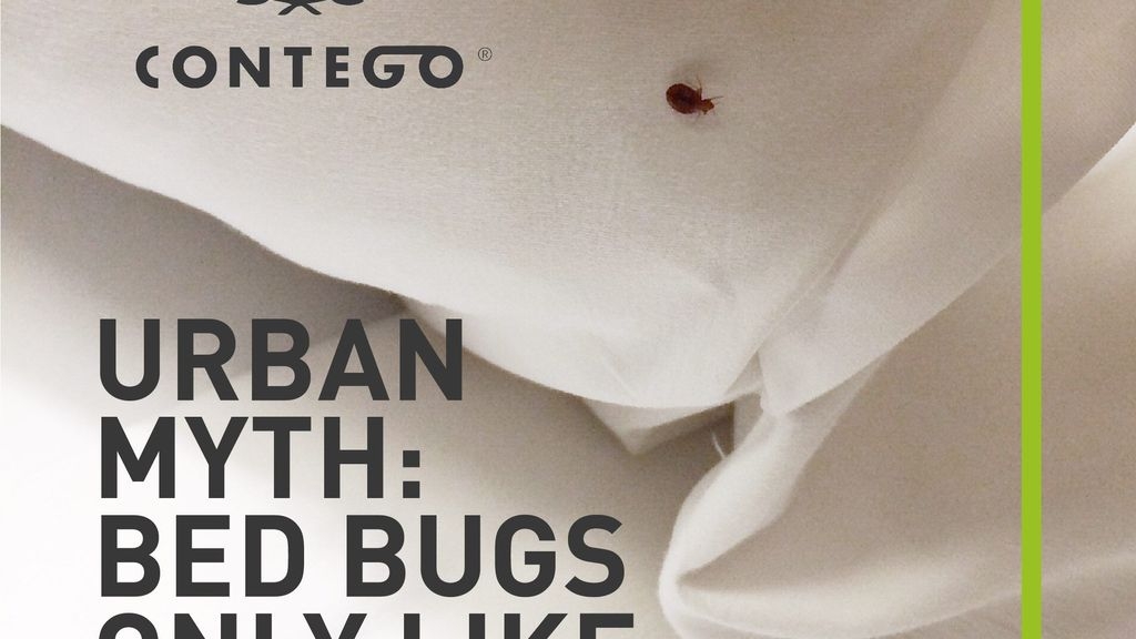Urban Myth: Bed Bugs Only Like Dirty Sheets