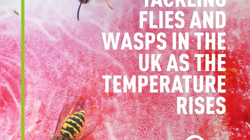 Buzz Off! Tackling Flies and Wasps in the UK as the Temperature Rises