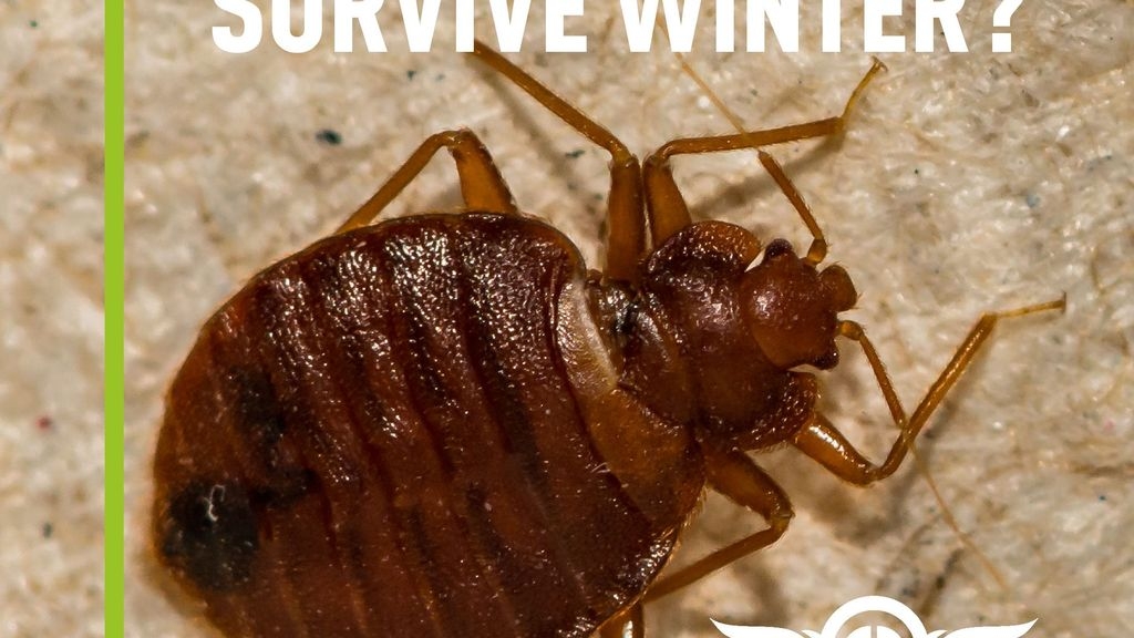 Can Bed Bugs Survive Winter?