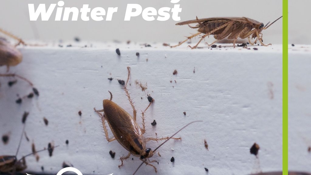 Cockroaches: The Unlikely Winter Pest
