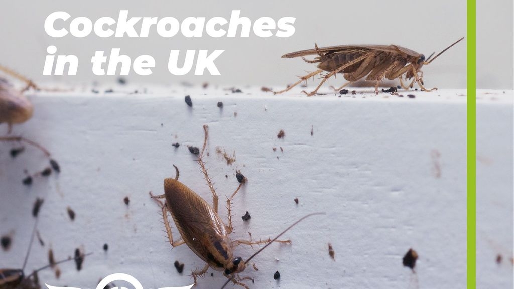 Urban Myth: There are no Cockroaches in the UK
