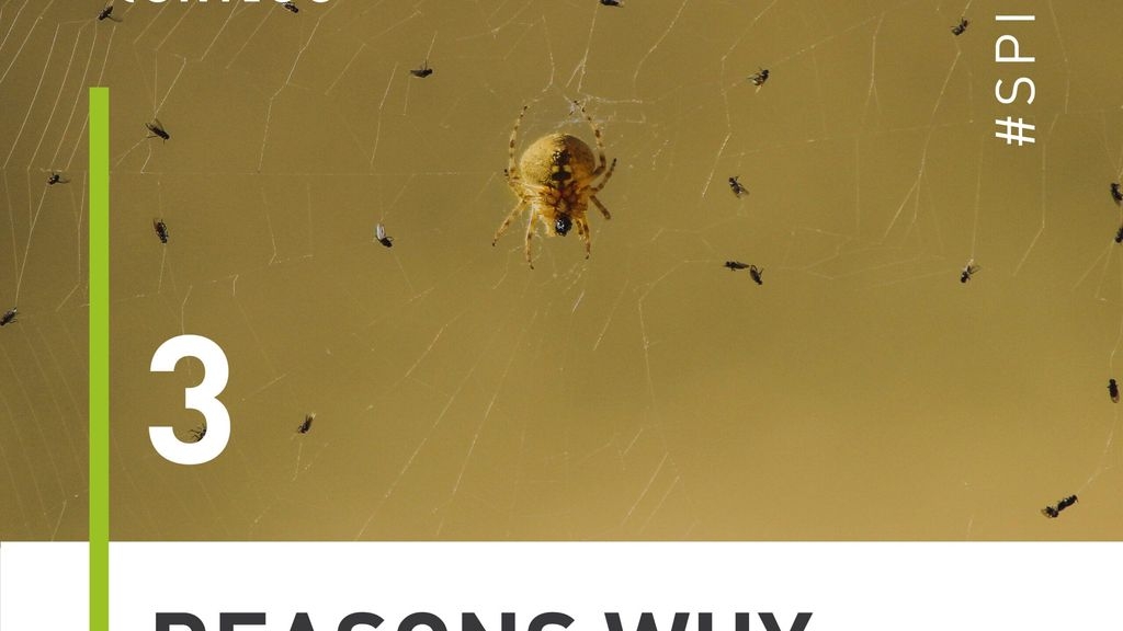 3 Reasons Why Spiders Are Good To Have Around