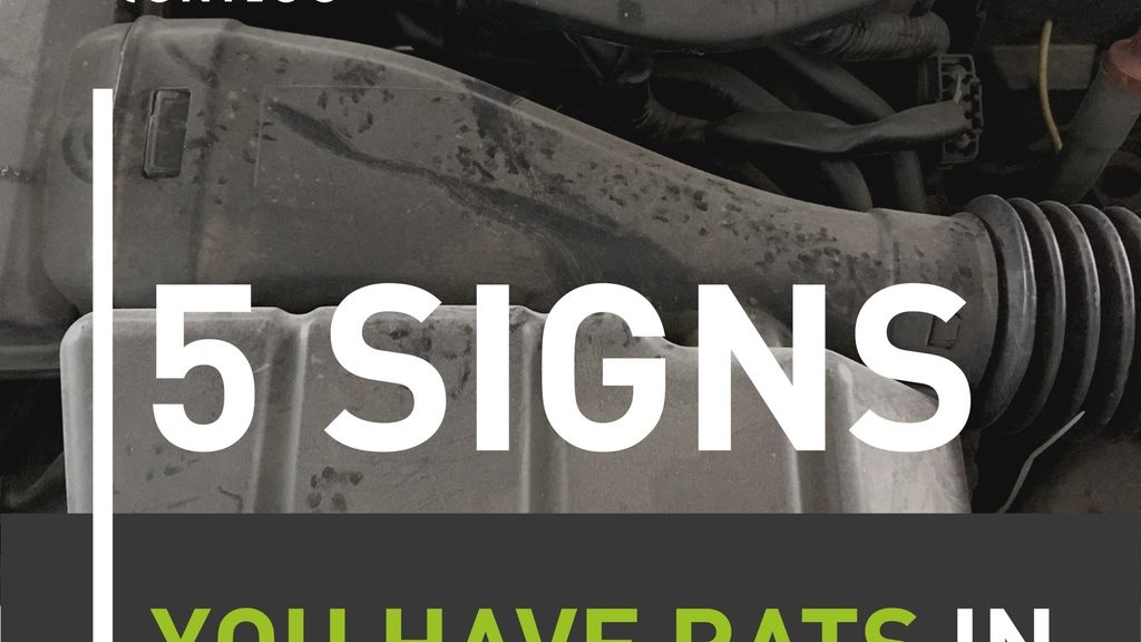 5 Signs You Have Rats on Your Premises