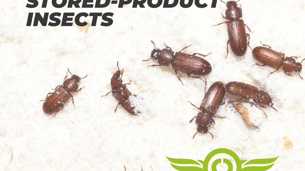 How to Get Rid of Stored Product Insects