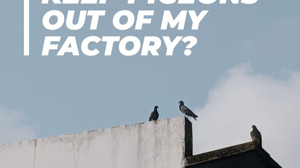 How Can I Keep Pigeons Out of My Factory?
