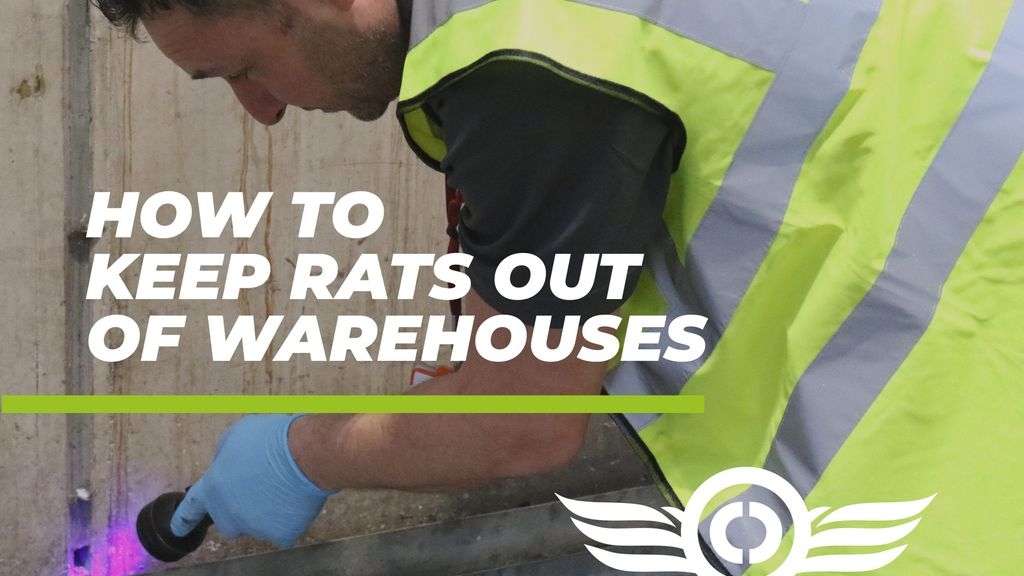 How to Keep Rats Out of Warehouses