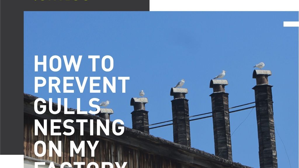 How Can I Prevent Gulls From Nesting On My Factory Roof?
