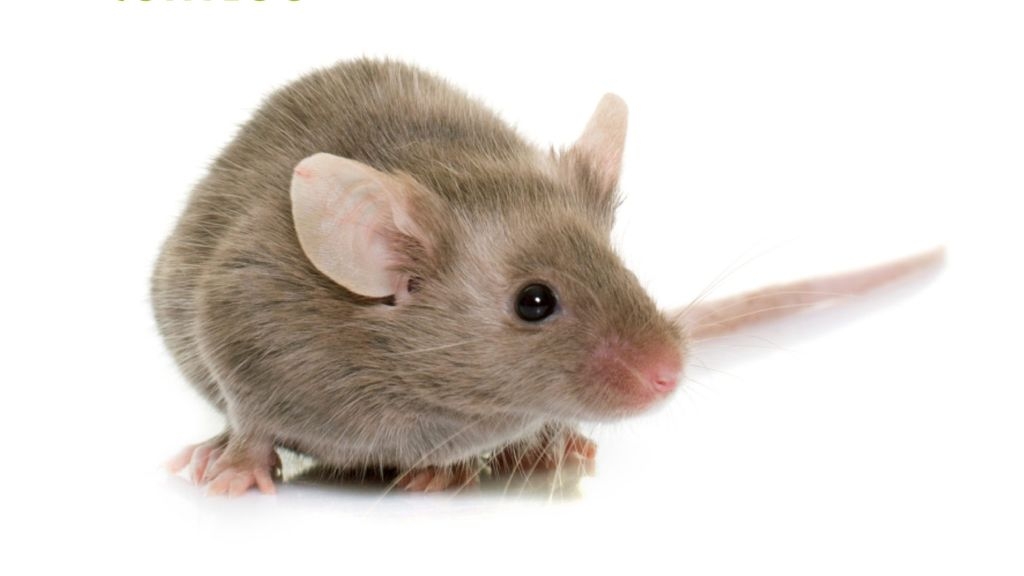 How Do I Prevent Mice From Getting Into My Home?