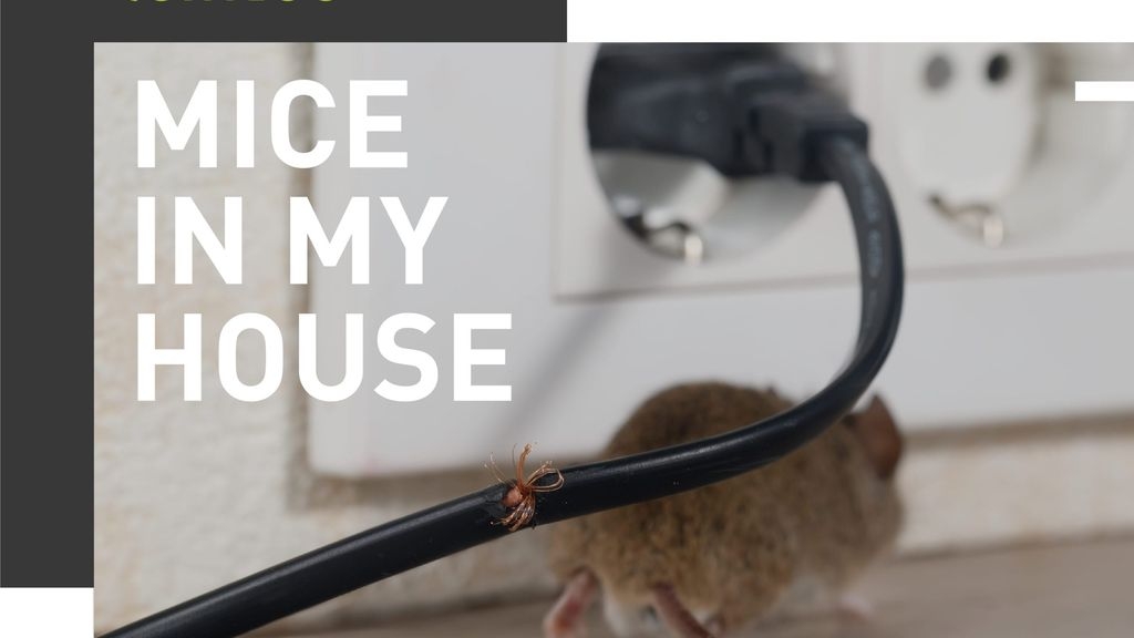 How Do I Get Rid of Mice in My House?