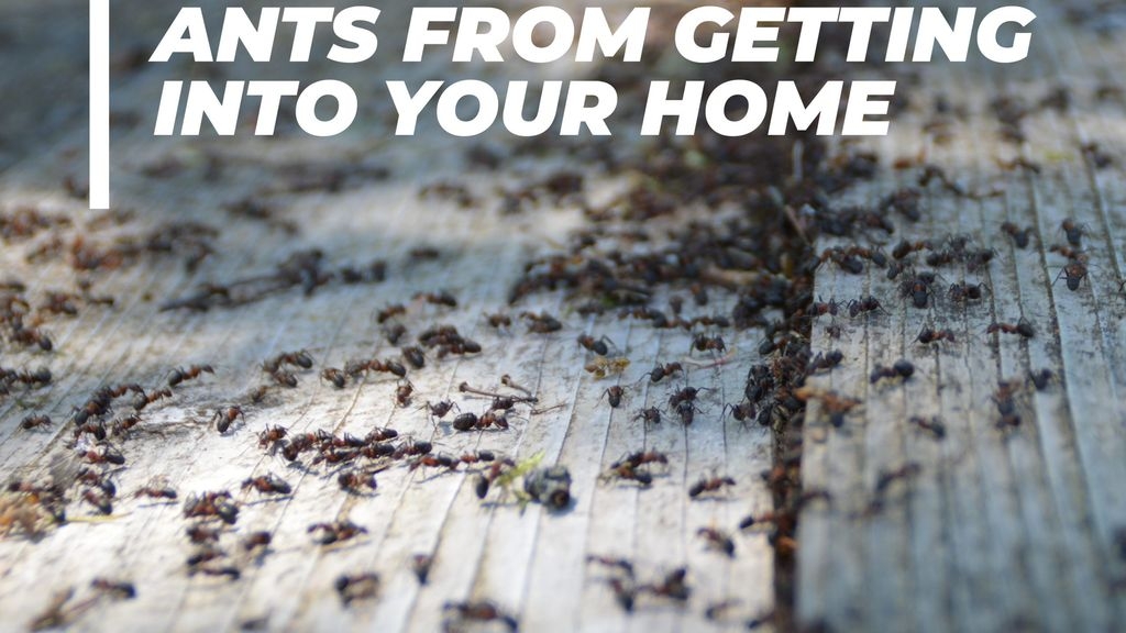 How To Prevent Ants From Getting Into Your Home
