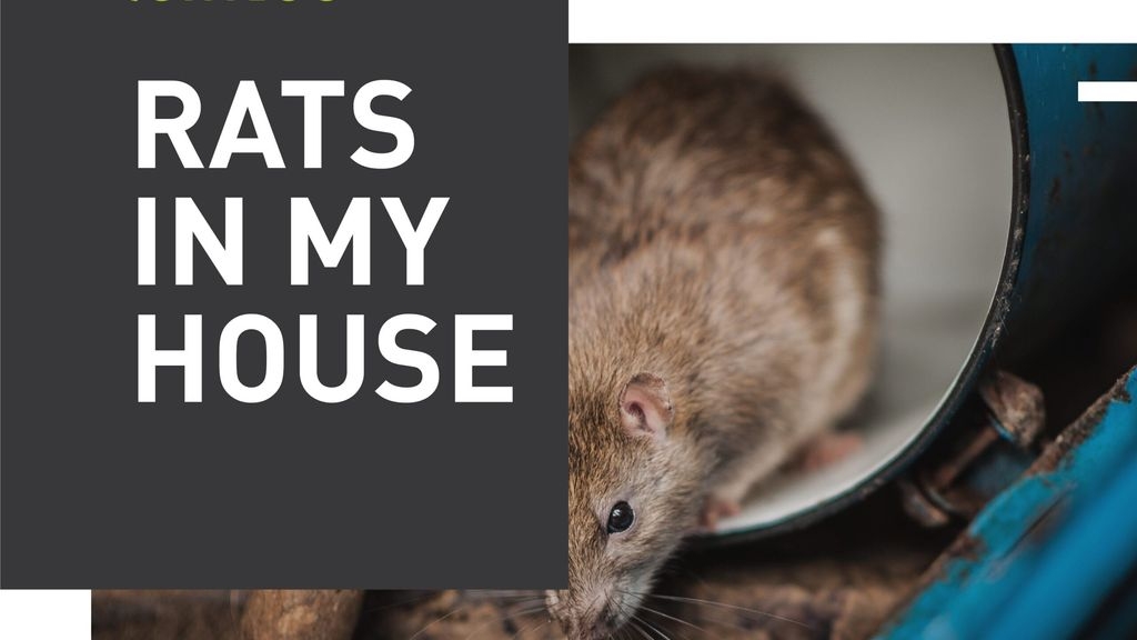 How Do I Get Rid Of Rats In My House?