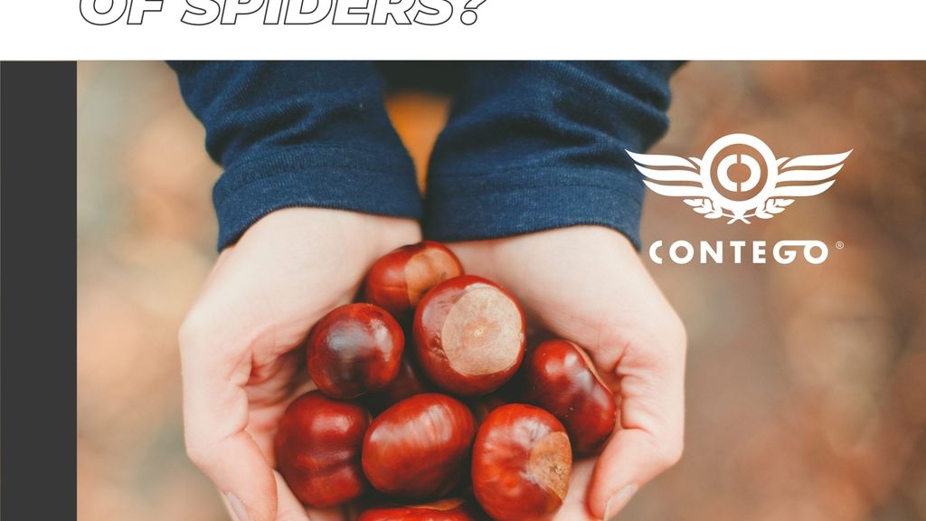 Urban Myth: Do Conkers Get Rid of Spiders?