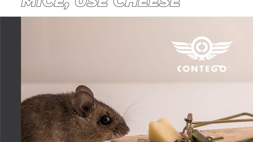 Urban Myth: If You Want to Trap Mice, Use Cheese