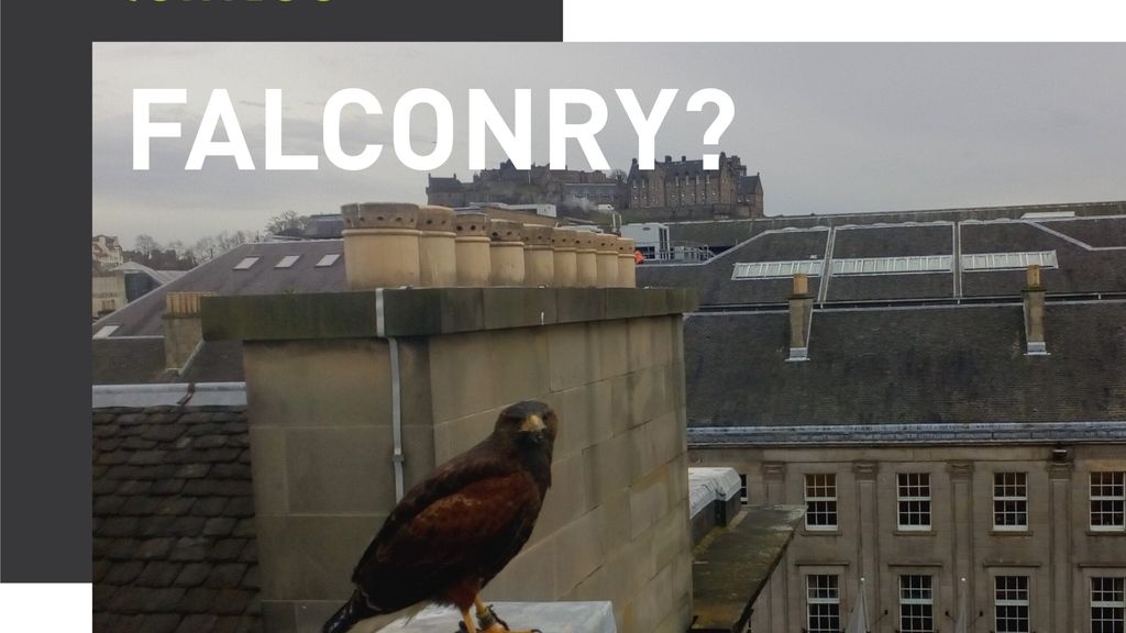 What Is Falconry Bird Control?