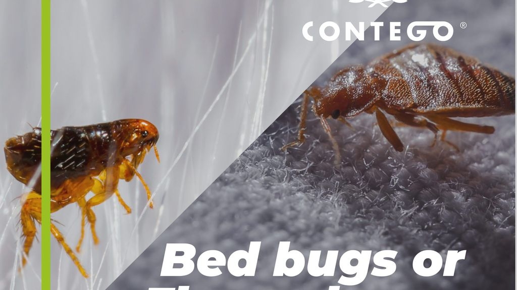 Bed bugs or Fleas? Know the difference
