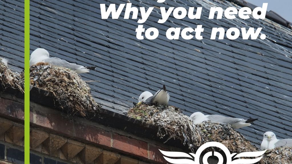 Stop gulls nesting on your site: Why you need to act now.