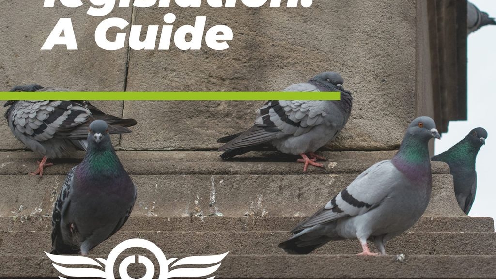 Bird Control Legislation: A Guide
