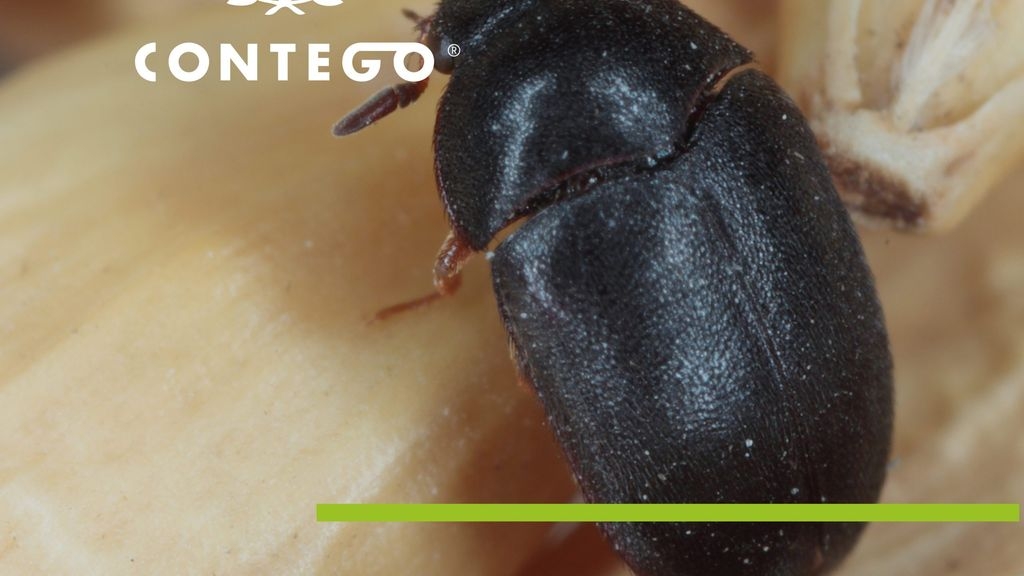 What Causes Carpet Beetles at Home?