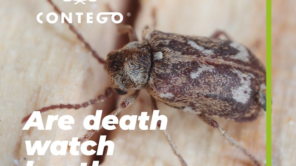 Are Death Watch Beetles Deadly?