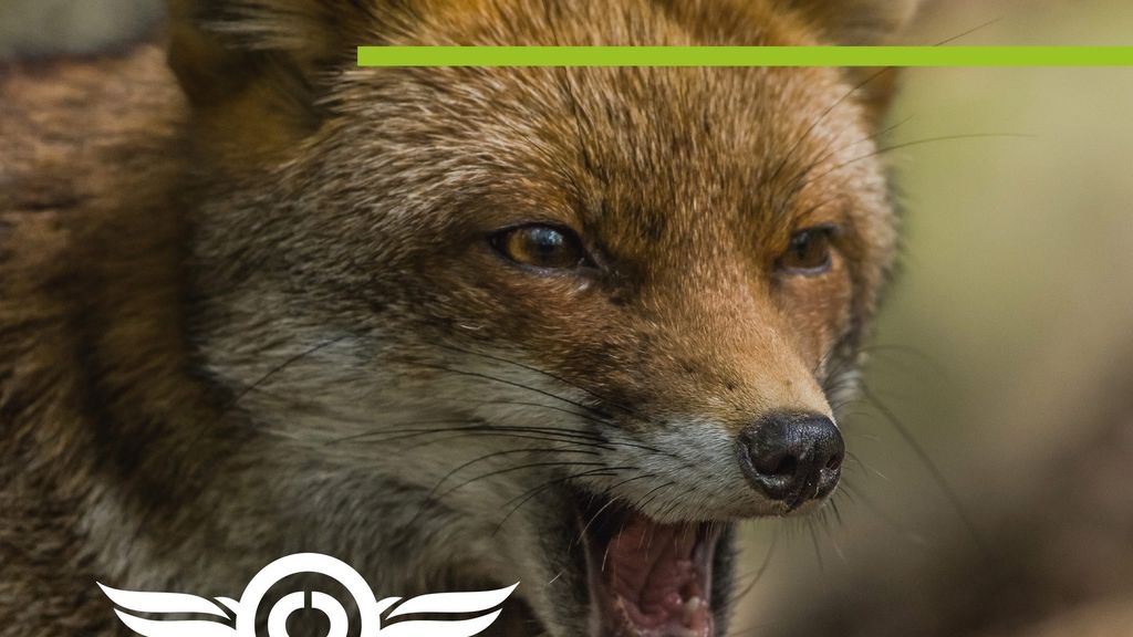 Why Do Foxes Make Those Awful Screaming Noises?