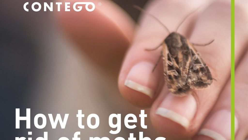 How to Get Rid of Moths in Your Home