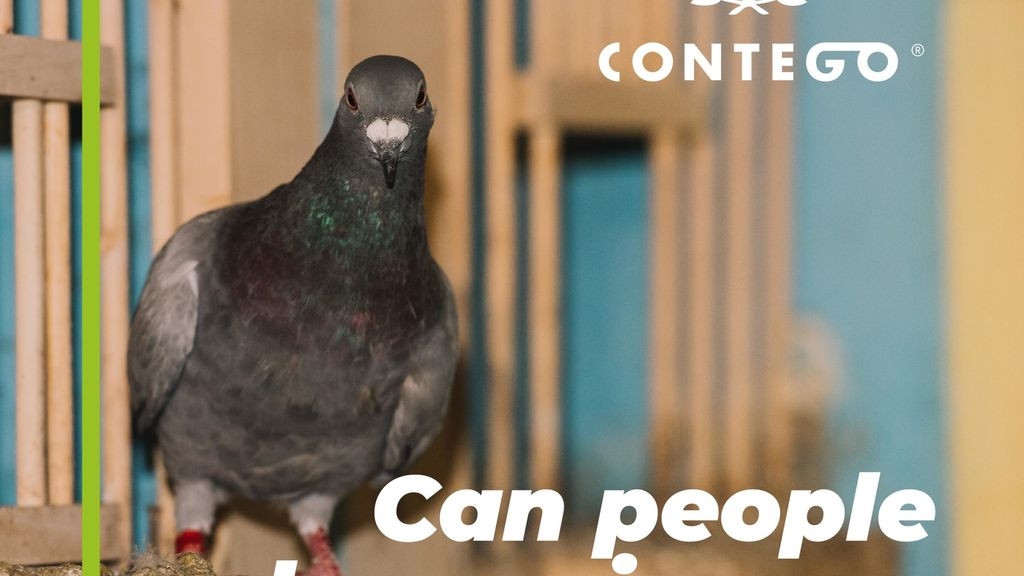 Can people keep pigeons as pests?
