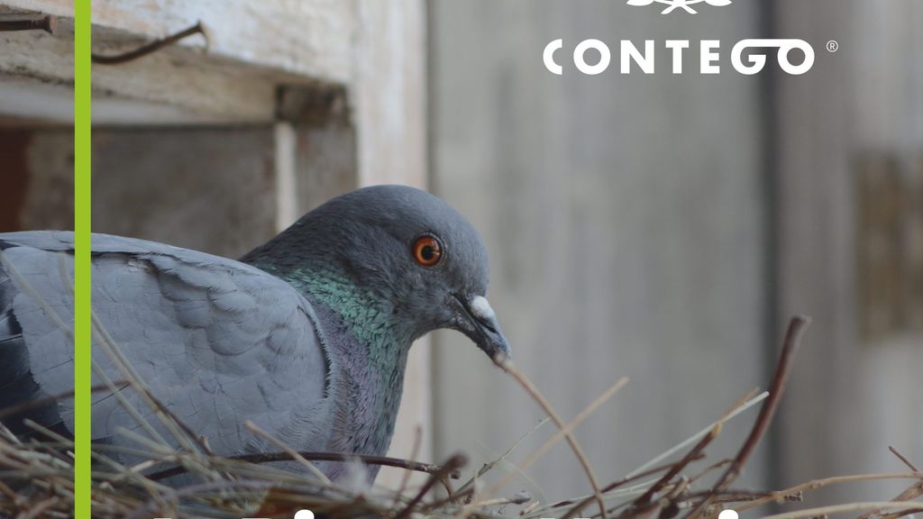Is Pigeon Nesting Season Over?