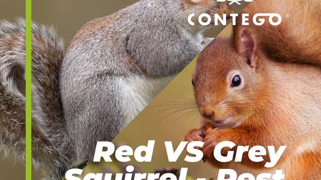 Red Vs Grey Squirrel: Pest or Protected?