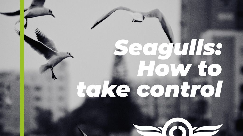 Seagulls: How to Take Control