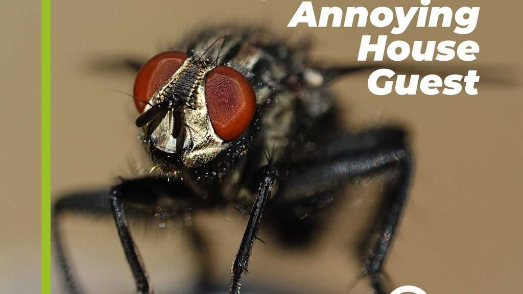 Cluster Flies: August's Most Annoying House Guests
