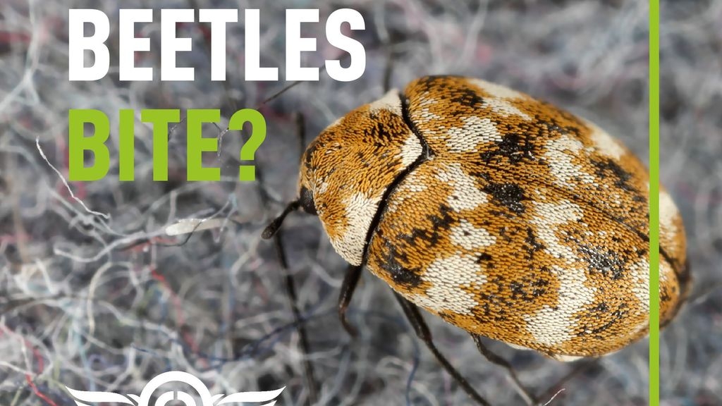Do Carpet Beetles Bite?