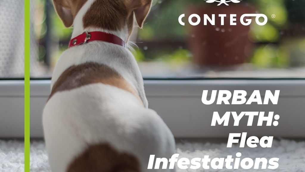URBAN MYTH: Flea Infestations are from Pets