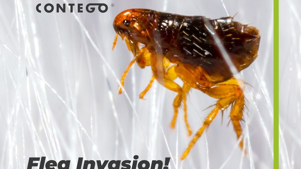 Flea Invasion! How to Get Rid of Fleas in your Home